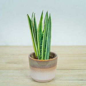 Sansevieria-Bantel's-Sensation