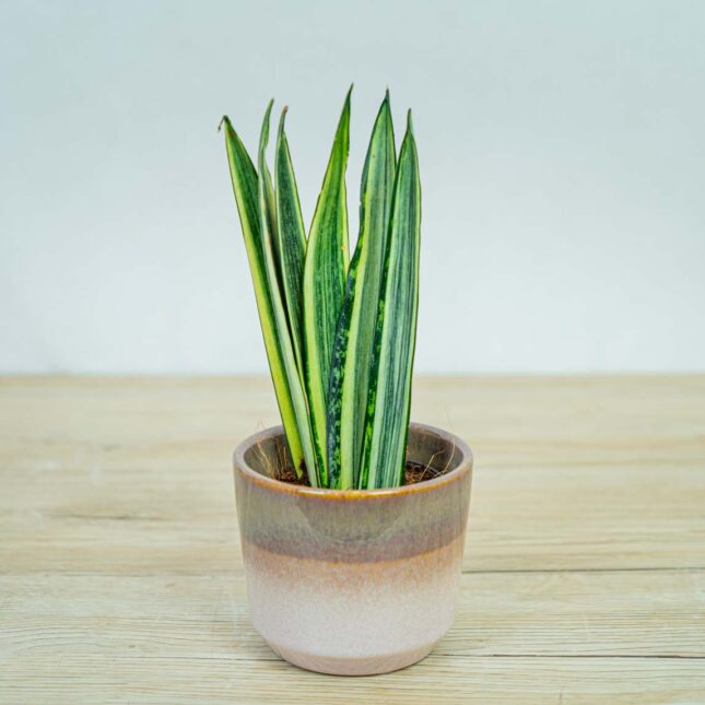 Sansevieria-Bantel's-Sensation Sansevieria-Bantel's-Sensation