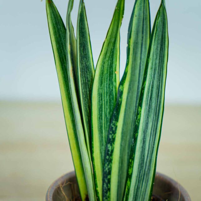 Sansevieria-Bantel's-Sensation Sansevieria-Bantel's-Sensation