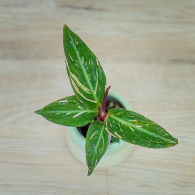 stromanthe-magicstar stromanthe-magicstar