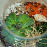 las-w-sloiku-pustynia
