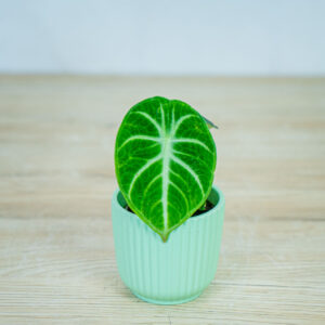 alokazja-ninja-baby-alocasia