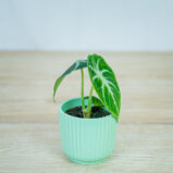 alokazja-ninja-baby-alocasia