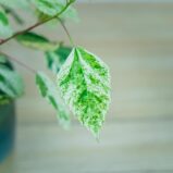 hibiskus-variegata