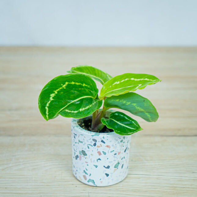calathea-roseopicta-green-baby calathea-roseopicta-green-baby