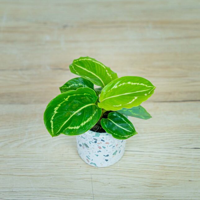 calathea-roseopicta-green-baby calathea-roseopicta-green-baby