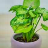syngonium-sunshine-speckle-baby