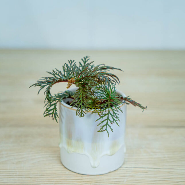 begonia-bipinnatifida-baby begonia-bipinnatifida-baby