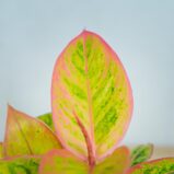 aglaonema-salmon-fantasy-golden-papaya