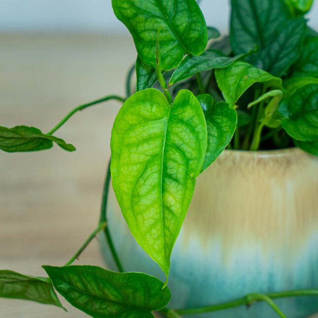 monstera-siltepecana monstera-siltepecana