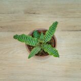 skrytokwiat-cryptanthus-bivittatus