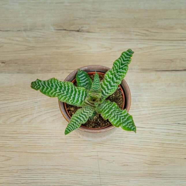 MS-rosliny-08649 skrytokwiat-cryptanthus-bivittatus