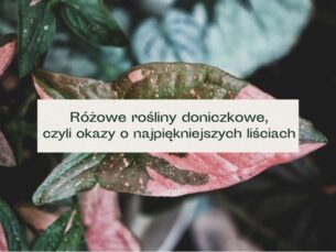 Liść z różowymi fragmentami - różowa roślina