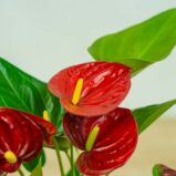 anthurium-red
