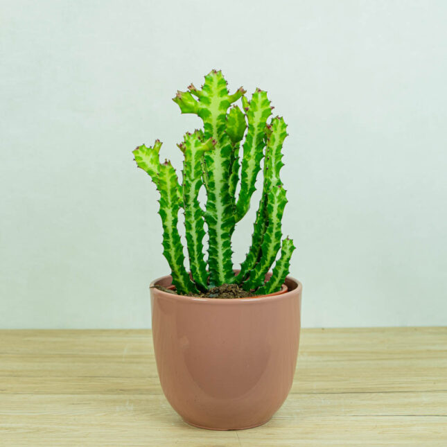 wilczomlecz-euphorbia- lactea wilczomlecz-euphorbia- lactea
