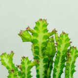 wilczomlecz-euphorbia- lactea