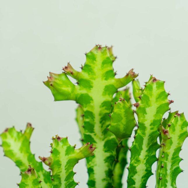 Mała wilczomlecz-euphorbia- lactea wilczomlecz-euphorbia- lactea