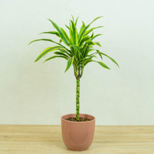 dracaena-fragrans-lemon-lime-dracena