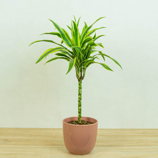 dracaena-fragrans-lemon-lime-dracena dracaena-fragrans-lemon-lime-dracena