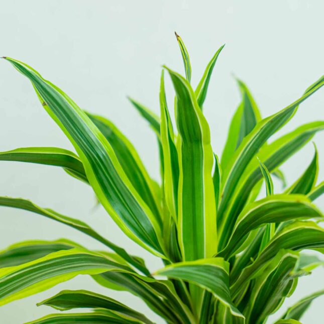 dracaena-fragrans-lemon-lime-dracena dracaena-fragrans-lemon-lime-dracena