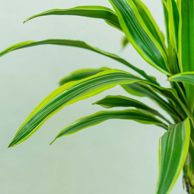 dracaena-fragrans-lemon-lime-dracena dracaena-fragrans-lemon-lime-dracena