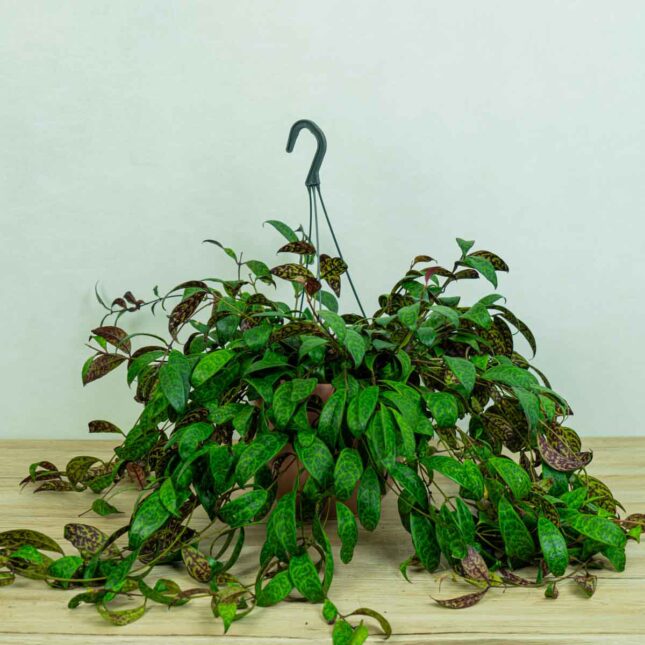 eszynantus-marmurkowy-aeschynanthus-marmoratus eszynantus-marmurkowy-aeschynanthus-marmoratus