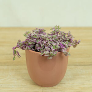 smuzyna-plozaca-pink-lady-callisia-rosato