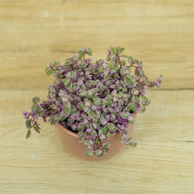 smuzyna-plozaca-pink-lady-callisia-rosato smuzyna-plozaca-pink-lady-callisia-rosato
