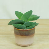 crassula-boomerang