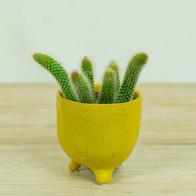 małpie-ogony-kaktus-hildevintera-cactus-monkey-tails małpie-ogony-kaktus-hildevintera-cactus-monkey-tails