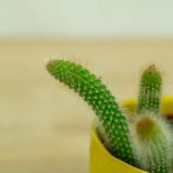 małpie-ogony-kaktus-hildevintera-cactus-monkey-tails