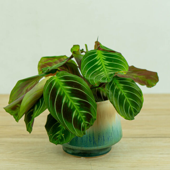 maranta-noid maranta-noid