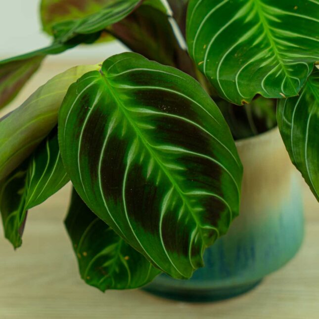 maranta-noid maranta-noid