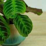 maranta-noid
