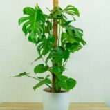 monstera-deliciosa