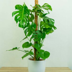 monstera-deliciosa