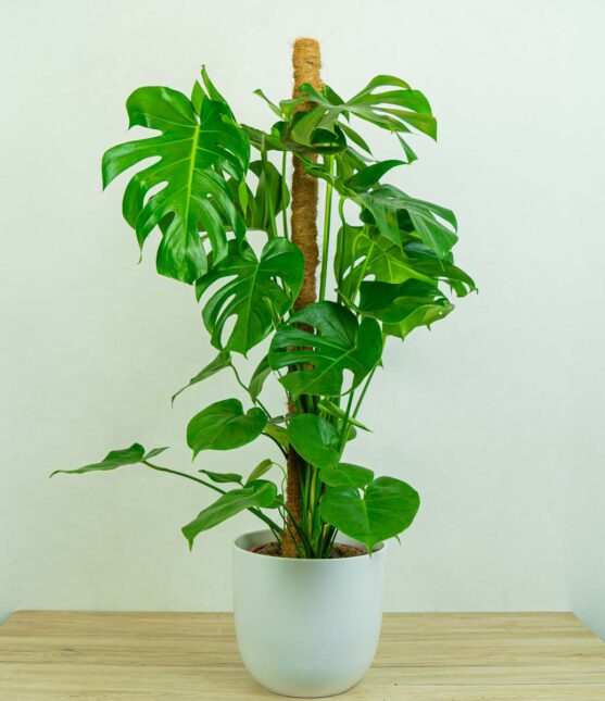 monstera-deliciosa