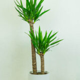 juka-yucca