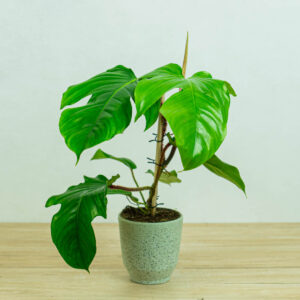 Philodendron squamiferum na drabince