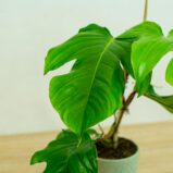 Philodendron squamiferum na drabince