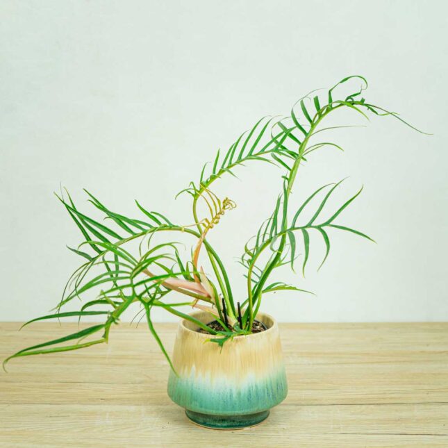 Mała Szklarnia philodendron-tortum