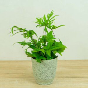 paproc-doryopteris-pedata