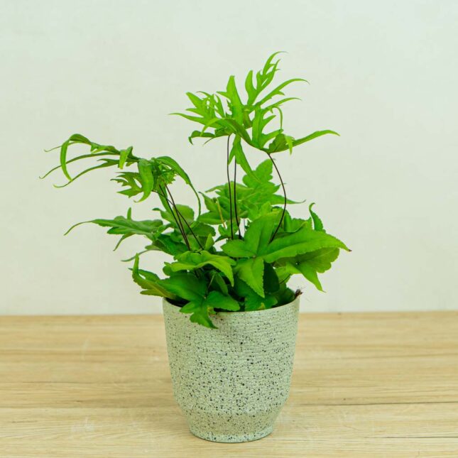 paproc-doryopteris-pedata paproc-doryopteris-pedata