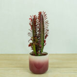 wilczomlecz-trojzebrowy-euphorbia-trigona-rubra