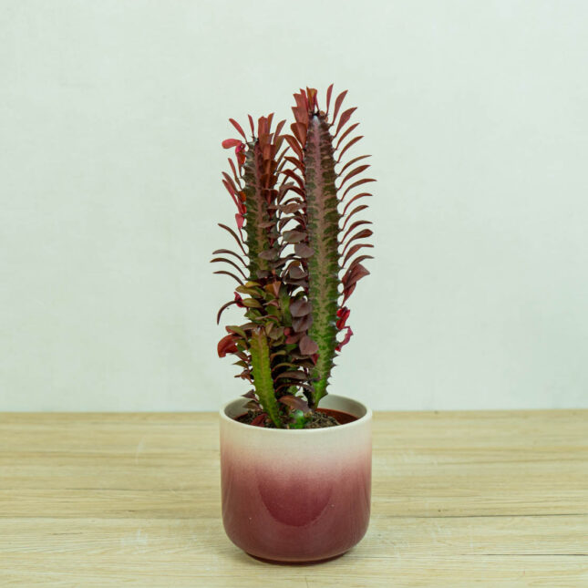 wilczomlecz-trojzebrowy-euphorbia-trigona-rubra
