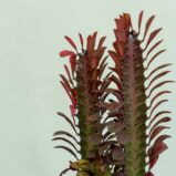wilczomlecz-trojzebrowy-euphorbia-trigona-rubra