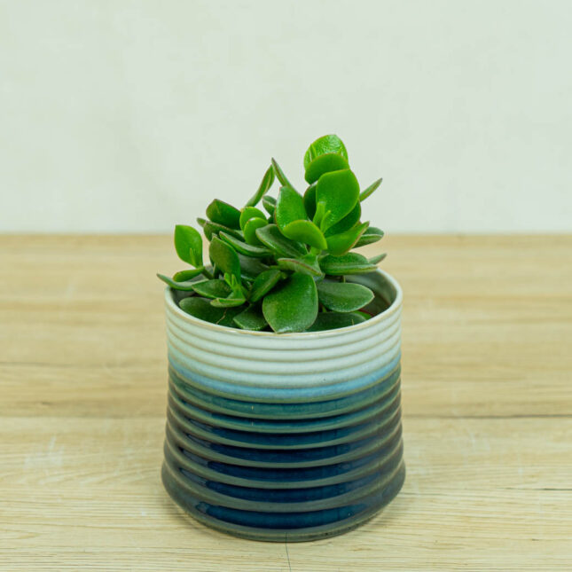 grubosz-hulk-crassula-hulk grubosz-hulk-crassula-hulk