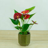 anthurium-red