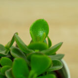 grubosz-hulk-crassula-hulk