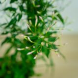 jasmin-na-obreczy-jasminum-polyanthum